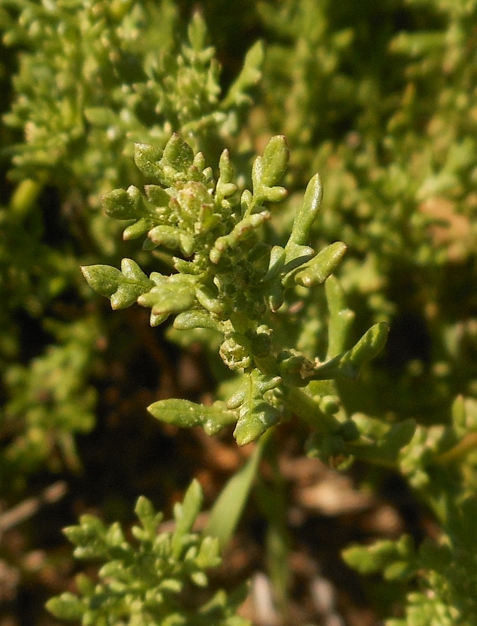 Dysphania multifida (L.) Mosyakin & Clemants